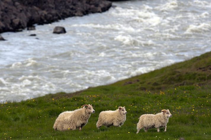 Með ákvörðuninni lýkur átta ár töf á meðan lífrænir framleiðendur hér á landi og í Noregi fylgdu úreldum reglum sem áttu ekki lengur við innan ESB.