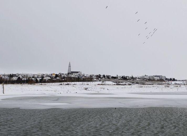 Endurheimta á votlendi og tryggja á fuglunum á Reykjavíkurtjörn öruggt varpsvæði í friðlandi Vatnsmýrar.
Fréttablaðið/Arnþór